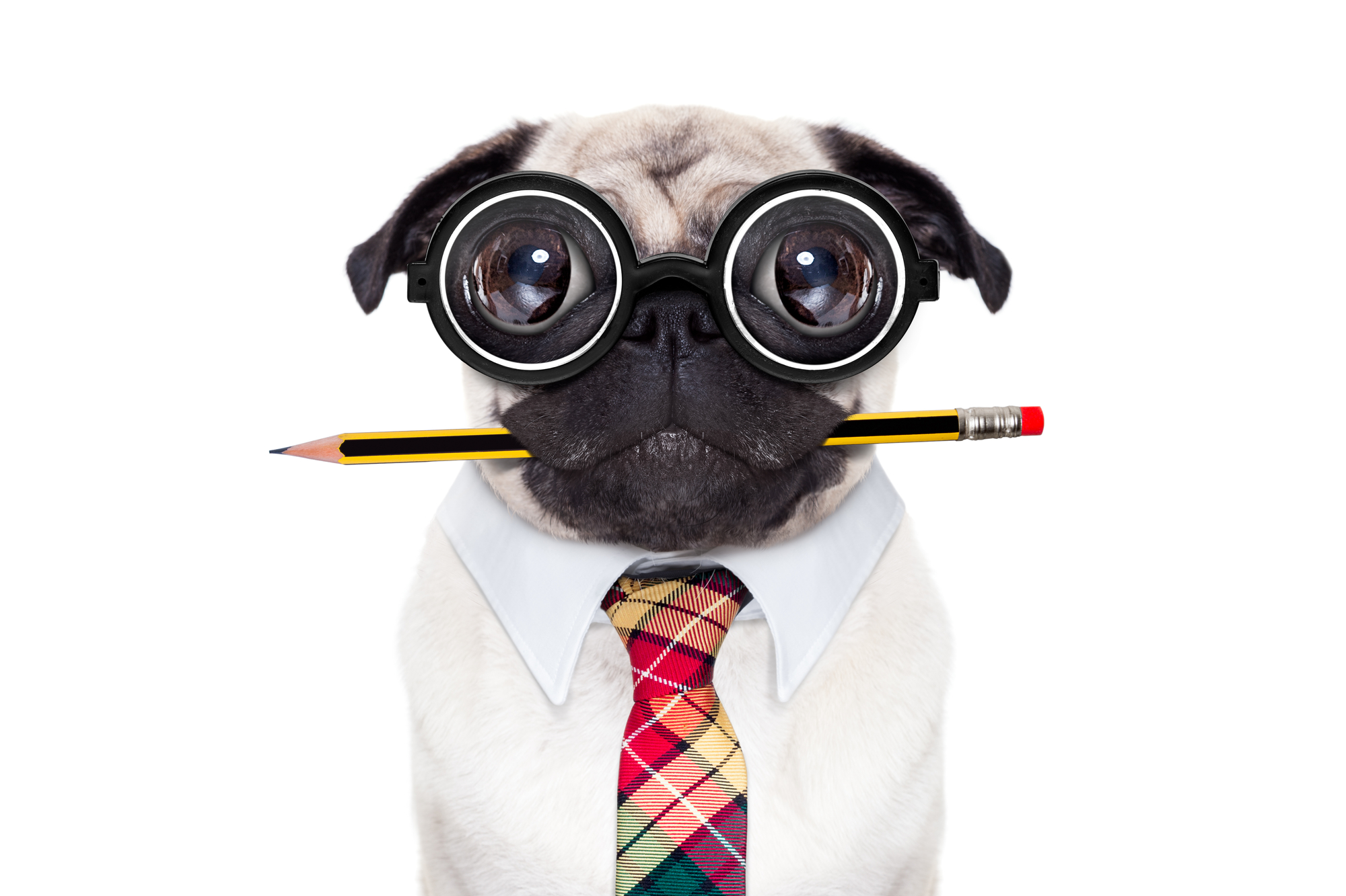 Silly looking pug dog with nerd glasses as an office business worker with pencil in mouth