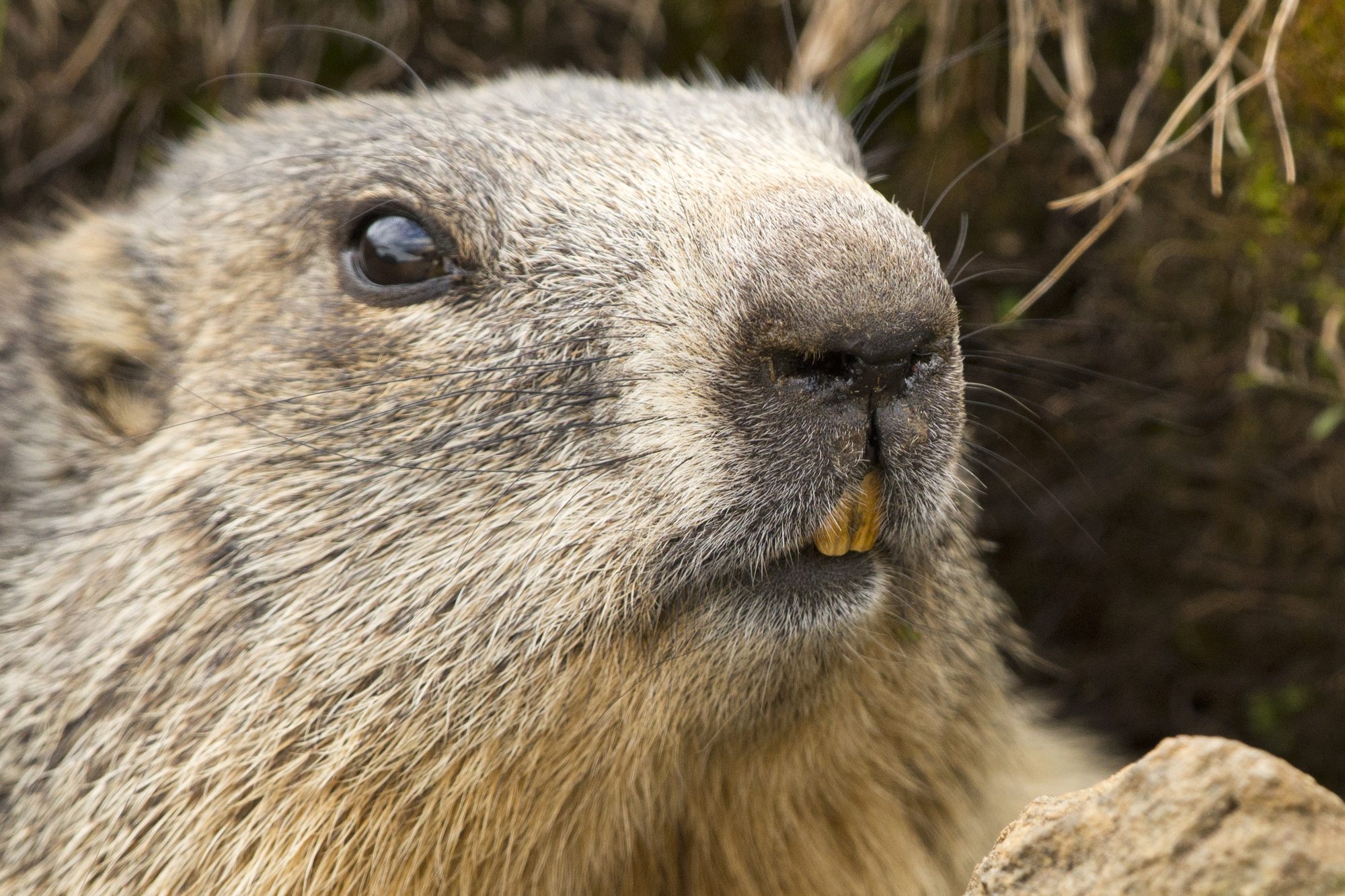 Close-up of a groundhog in three-quarters profile.