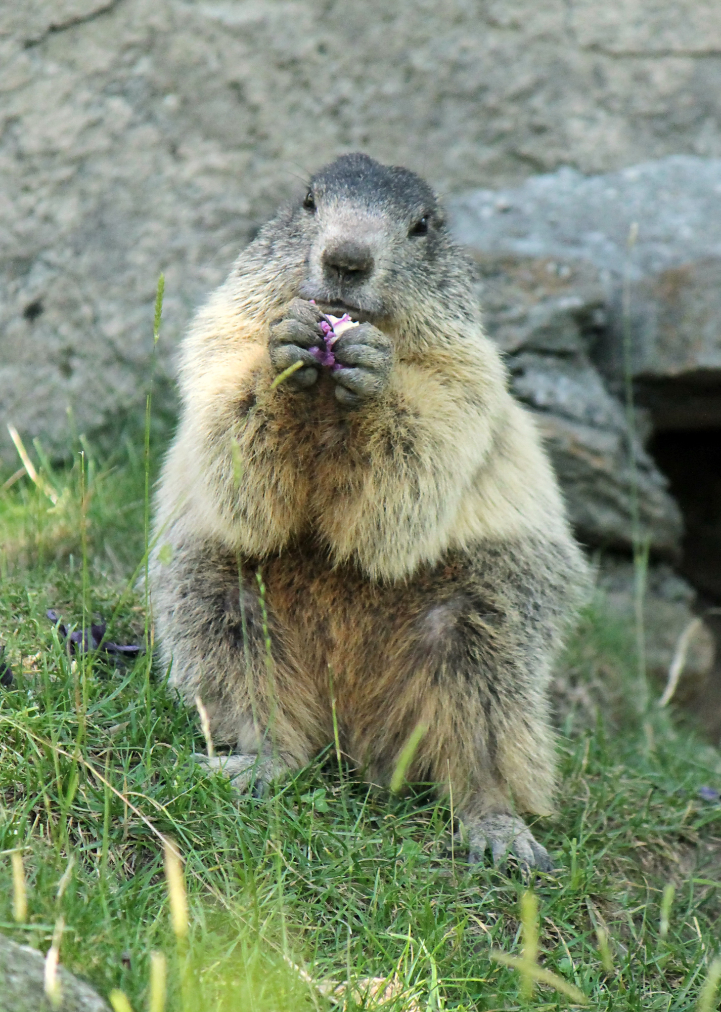 A contented groundhog, sitting in the grass and munching on a flower.