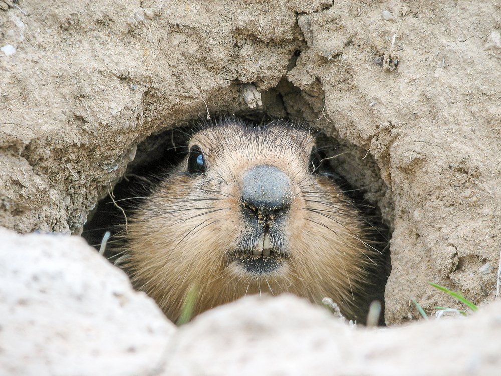 Groundhog peeking out of a burrow in the sand.