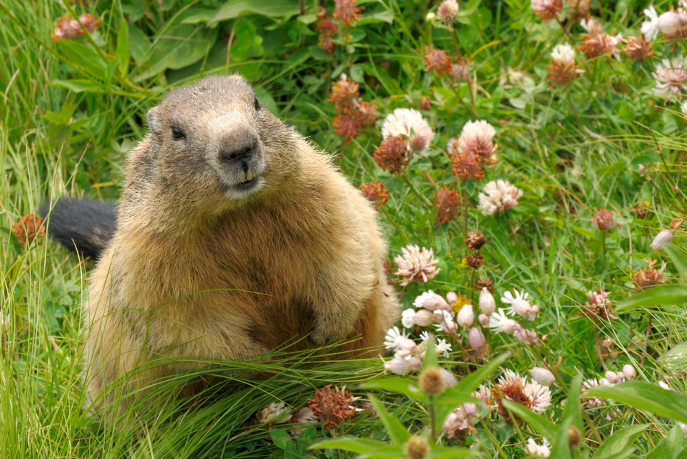 Groundhog posed thoughtfully, like he's considering a bargain.