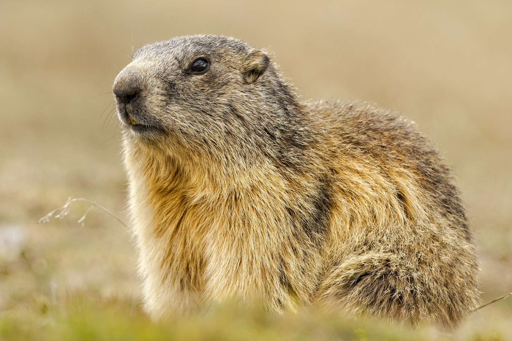 A solemn groundhog in his natural environs, looking left.
