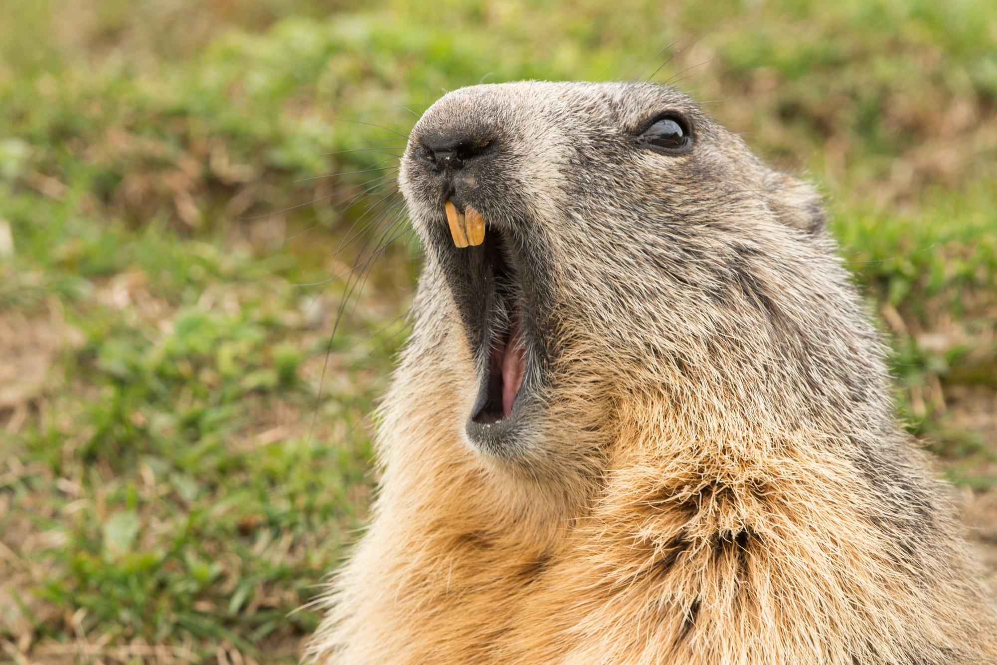 Groundhog with mouth open, looking like it might be yelling.