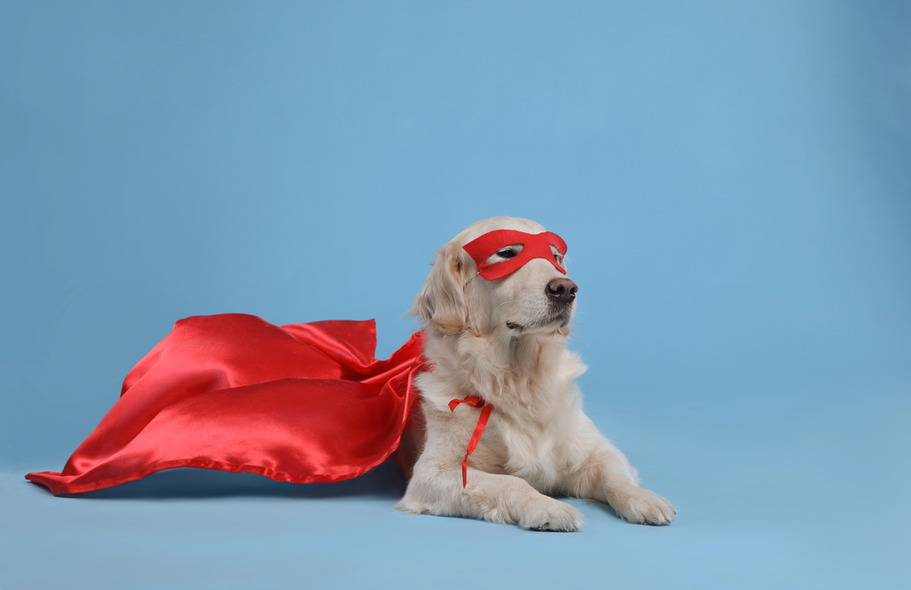 a buff-colored golden retriever mix dog wearing a bright red superhero mask and cape, lying calmly with the cape flowing out beside him as if lifted by the wind.